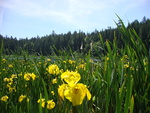 Yellow Irises
