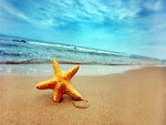 star of the beach