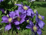 Clematis