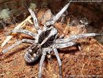 Wolfspider