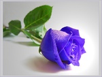 Purple rose