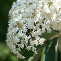 White Flowers