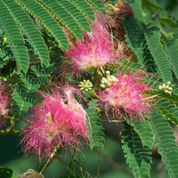 Pink Mimosa Flowers