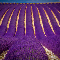 Lavender Field