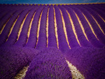 Lavender Field