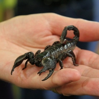Real Scorpion