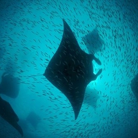Manta Ray