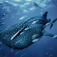 Whale Shark