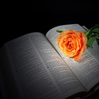 peach rose on Bible