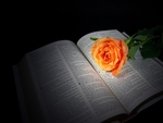 peach rose on Bible