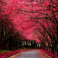 RED SHELTER for LENA(Applebloom)