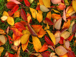 autumn floor