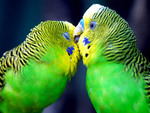 birdie love