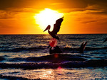 pelicans at sunset
