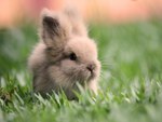 sweet bunny