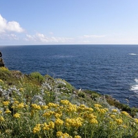 Point Lobos, California