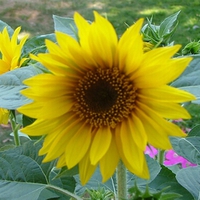 Susan's Sunflower