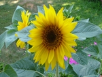Susan's Sunflower