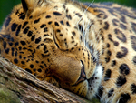 Sleeping Leopard
