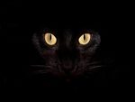 black cat