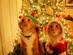 little elf kitties
