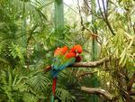 Macaws