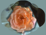 Peach Rose 