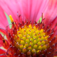 Fuzzy Fire Flower Power!