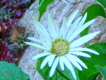 White daisy