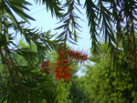 Bottle brush flowers