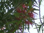 Bottle brush flowers