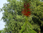 Bottle brush flower