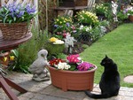 Cat in the garden