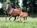 Mother and Foal Running