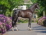 Dutch Approved Stallion Bodyguard