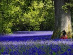 bluebell woods