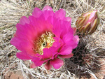 desert flower