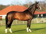 The Horse Cantos-Keur Stallion