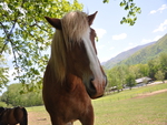 Cades Cove Horse