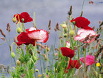 poppies