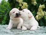 Sweet kiss dogs