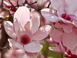 Spring Magnolias