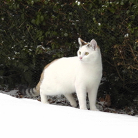 Kitty In The Snow