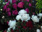 Peony Parade