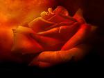 Rose for Passion