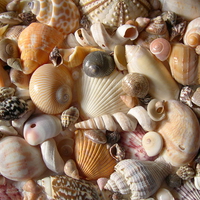 SEA SHELLS ON THE SEA SHORE