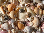 SEA SHELLS ON THE SEA SHORE