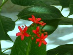 Red flowers
