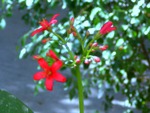 Red flowers