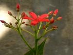 Red flowers